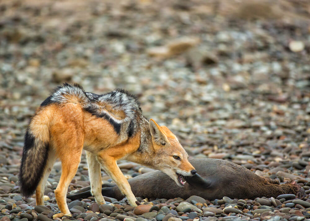 36Shipwreck-Lodge-Wildlife-Jackal-1
