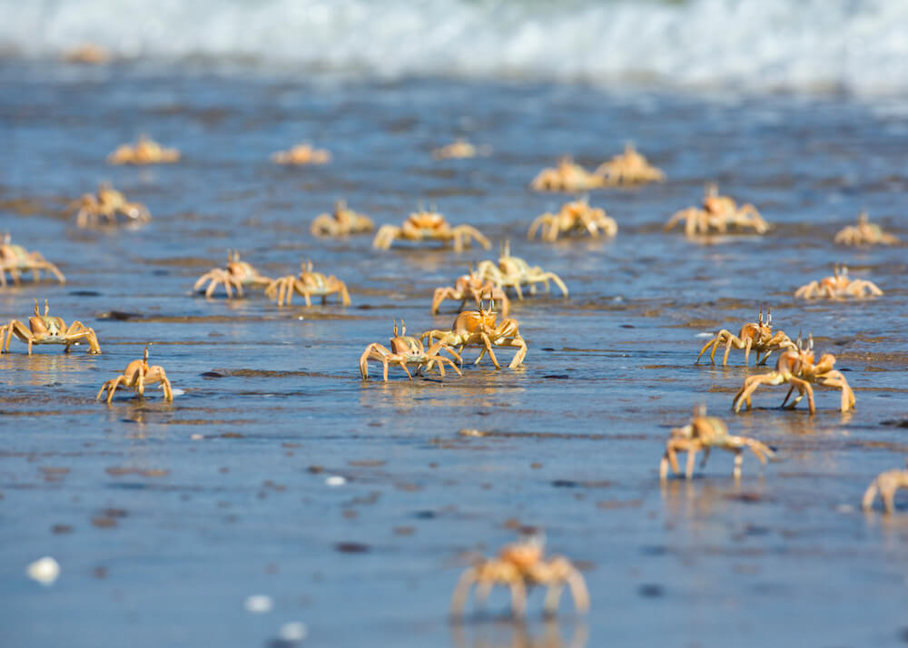 38Shipwreck-Lodge-Wildlife-Crabs-on-beach-1