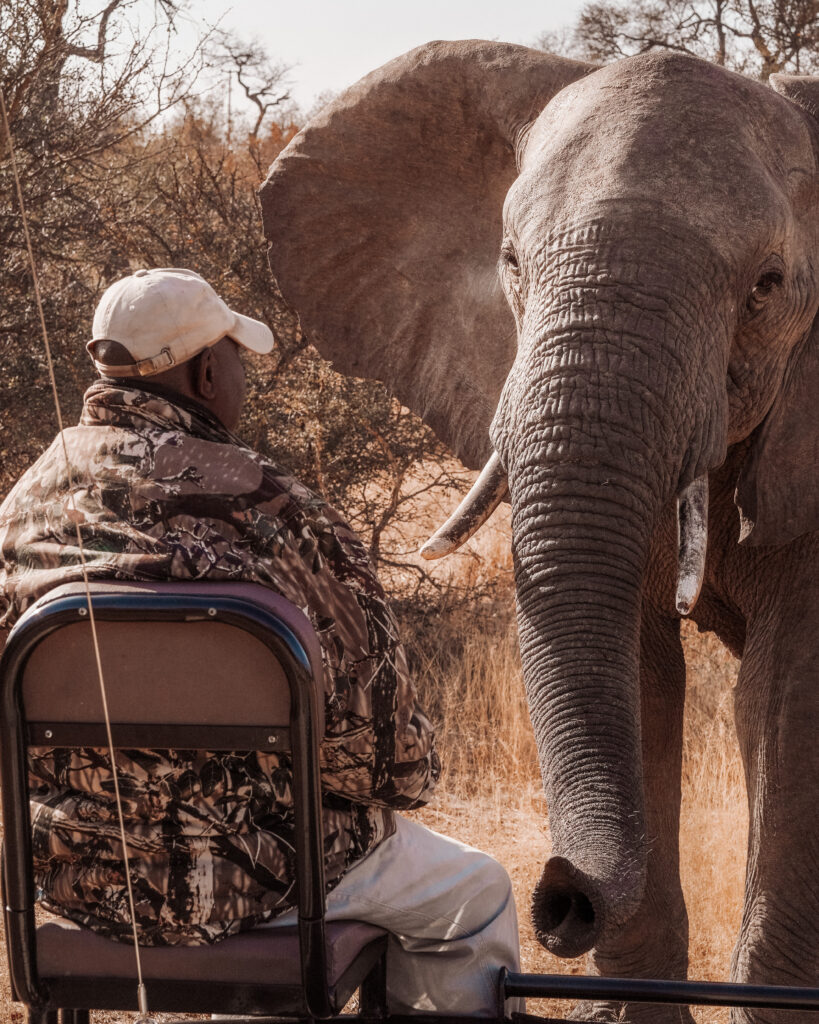 Guided Safari(Elephant)