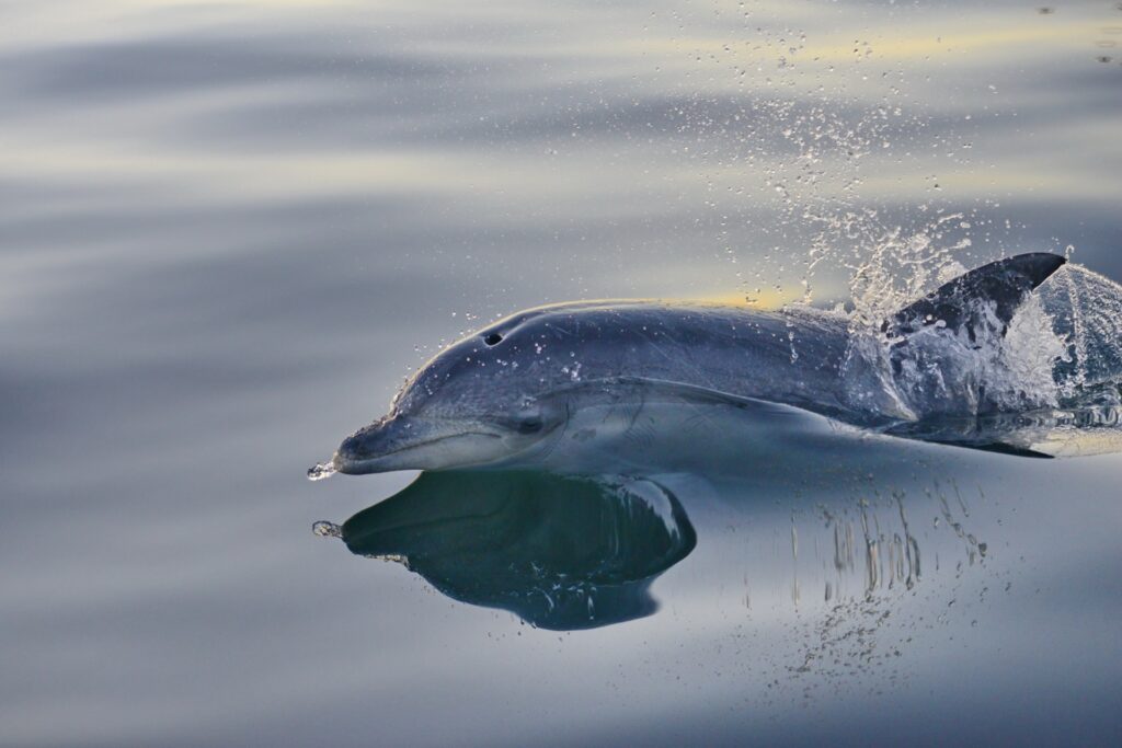 Indo_Pacific_bottlenose_dolphin_Lilizela