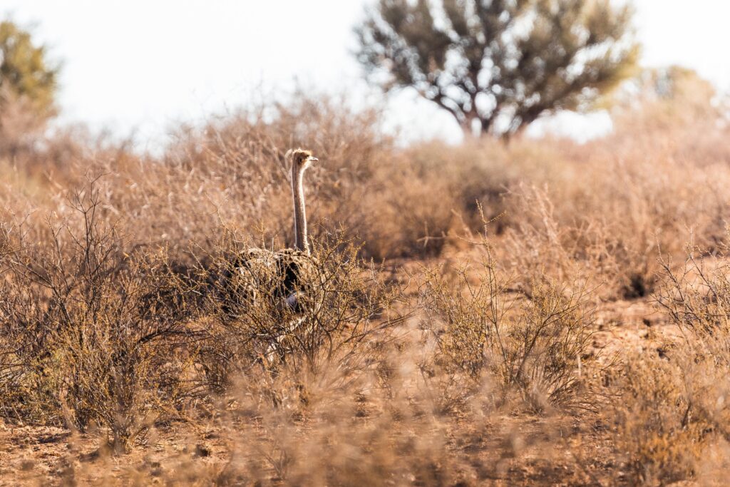 Kalahari Anib Lodge_5