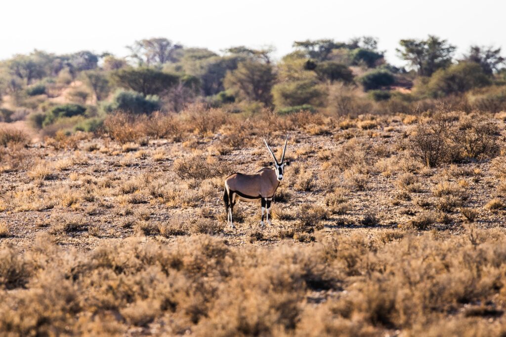 Kalahari Anib Lodge_6