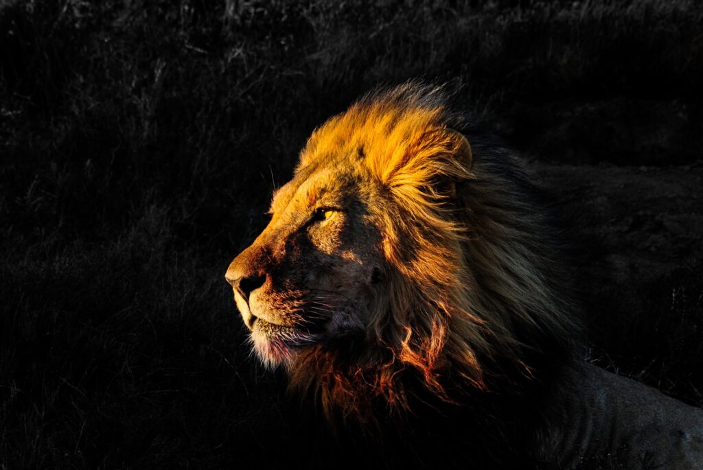 Kwandwe Private Game Reserve - Wildlife 23