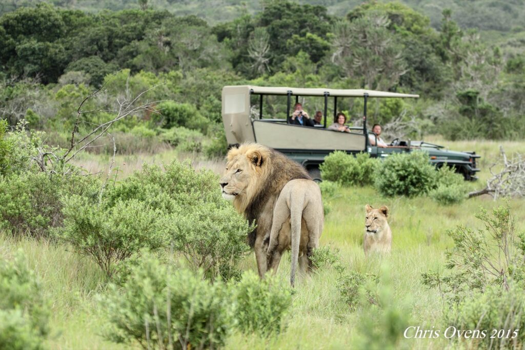 SGR - Big 5 game drives (2)