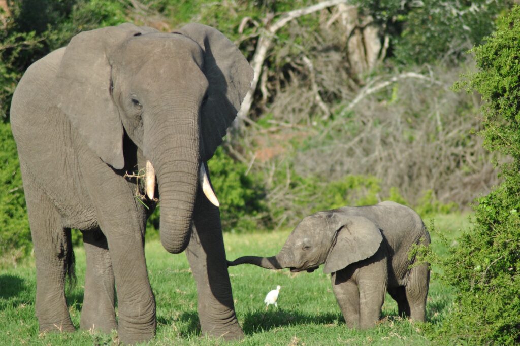 SGR - Elephant (17)
