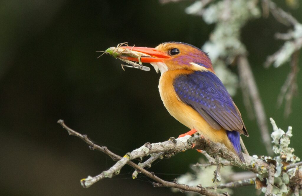 SGR - Pygmy Kingfisher