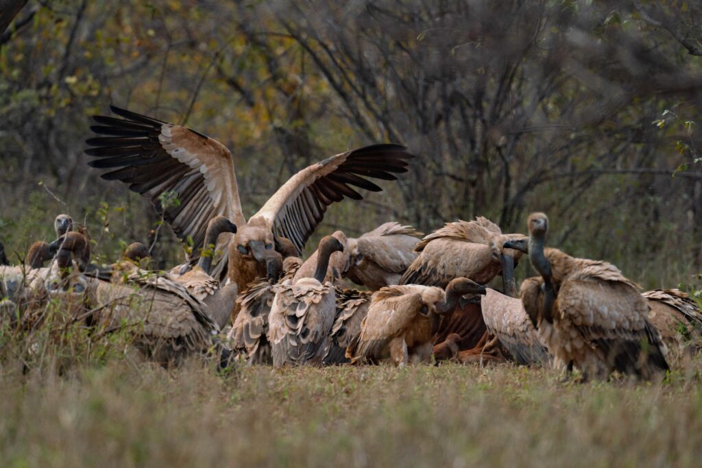 The resident Cape Vultures