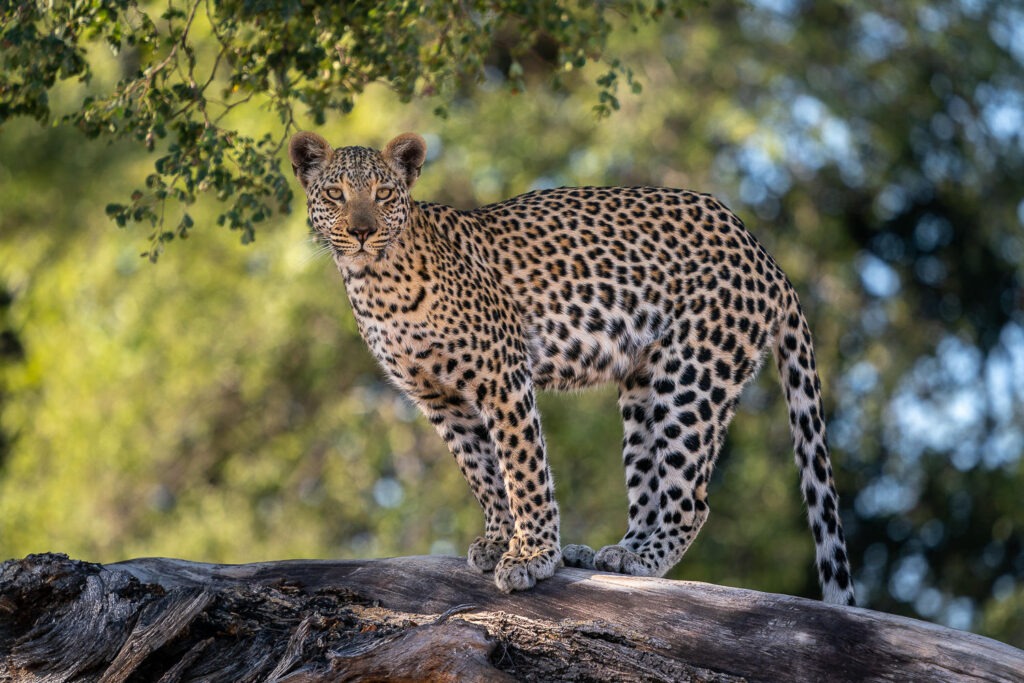 Wilderness Jao_10