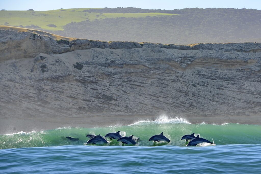 dolphins surfing