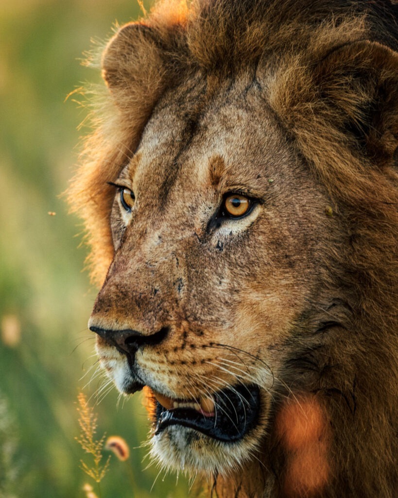 lion_portrait