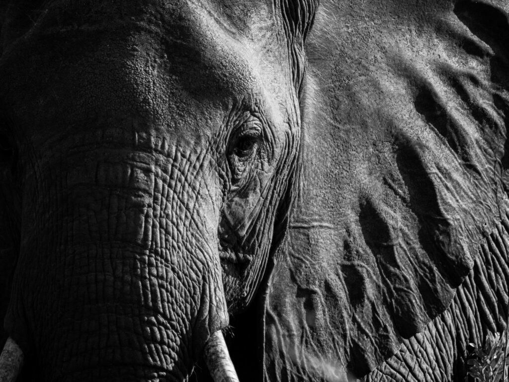 little_duma_tau_botswana_by_alicia_warner-55