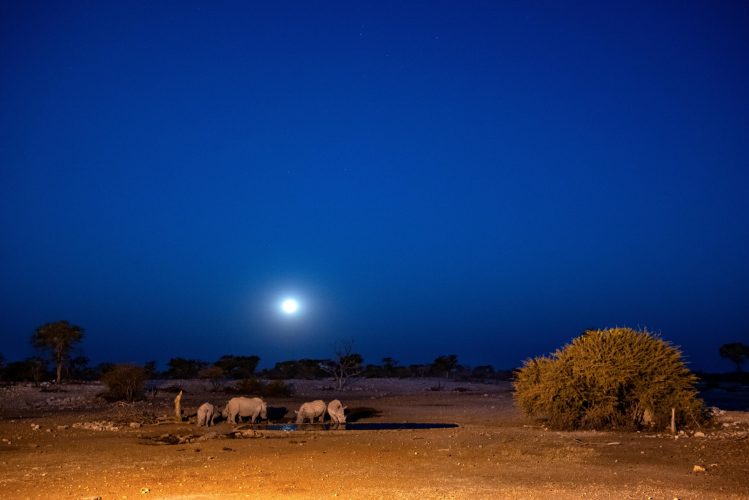 Anderssons at Ongava_2