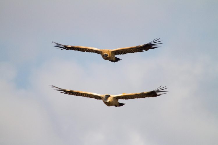 Cape Vultures in flight