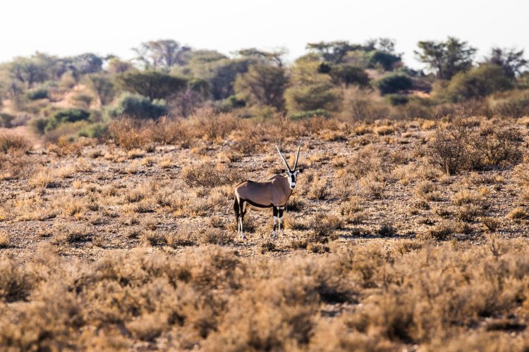 Kalahari Anib Lodge_6