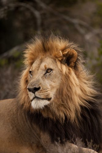 Kwandwe Private Game Reserve - Wildlife 06