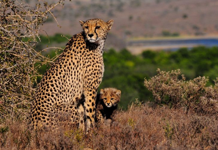 Kwandwe Private Game Reserve - Wildlife 11