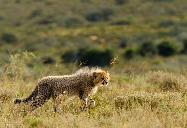 Kwandwe Private Game Reserve - Wildlife 12