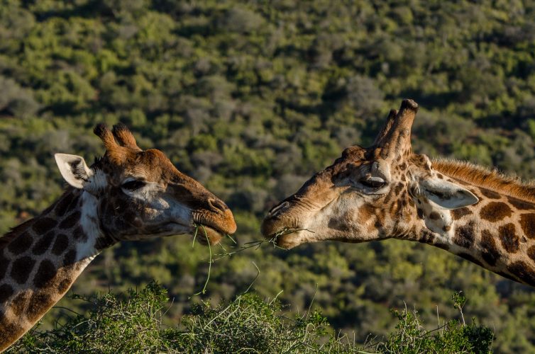 Kwandwe Private Game Reserve - Wildlife 19
