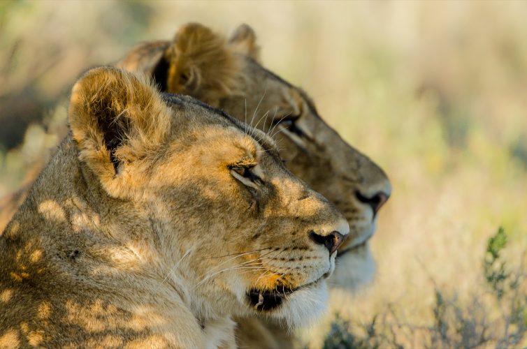 Kwandwe Private Game Reserve - Wildlife 34