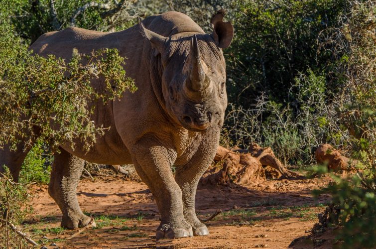 Kwandwe_Private_Game_Reserve_-_Wildlife_30[1]
