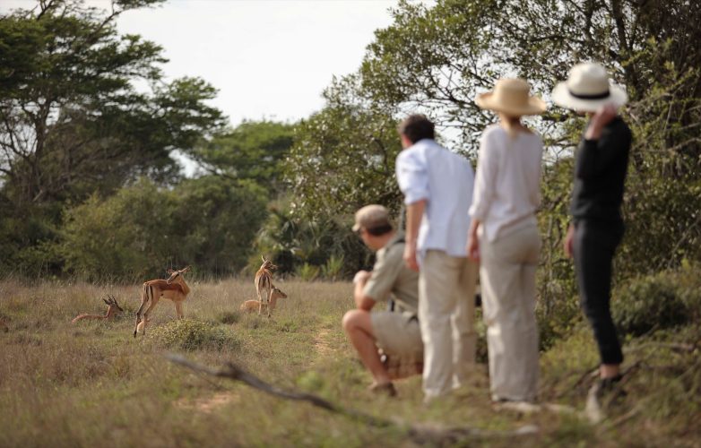 Phinda-Forest-Lodge-Experience-bush-walk-andBeyonder-guide-guest-impala-01