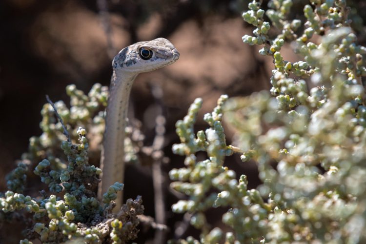 Wilderness Damaraland Camp_17