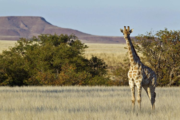 Wilderness Desert Rhino Camp_17