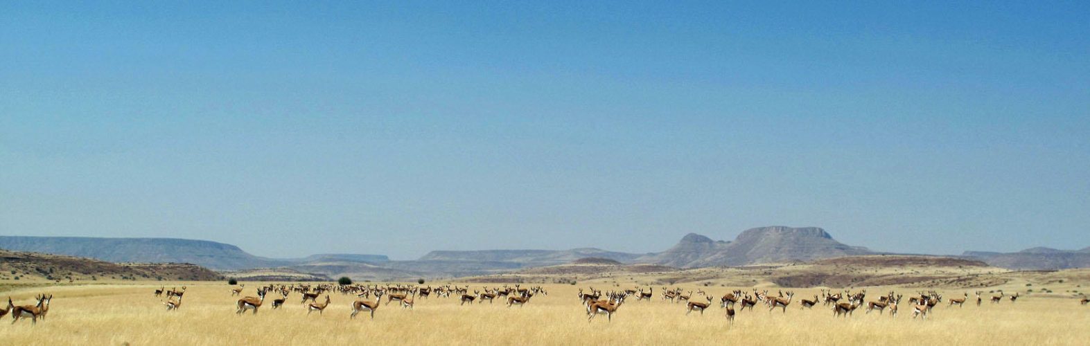 Wilderness Desert Rhino Camp_22