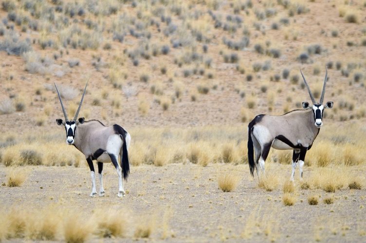 Wilderness Doro Nawas_5