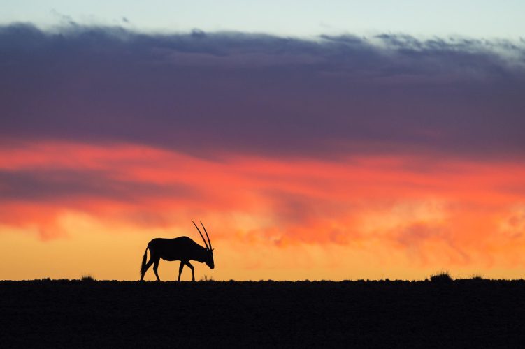 Wilderness Little Kulala_20